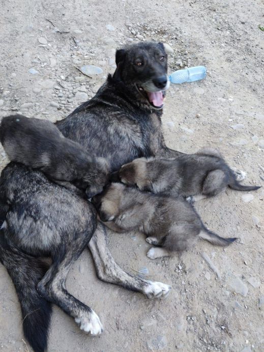 Doneaza pentru sterilizarea unui caine de pe strada